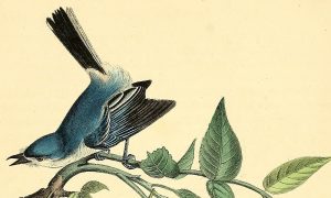 | SciELO em Perspectiva