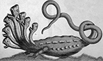 Albertus Seba, Locupletissimi rerum naturalium via the Wellcome Collection